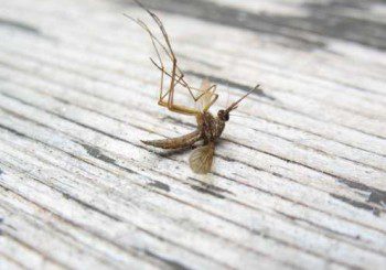 комар денга зика нилска треска
