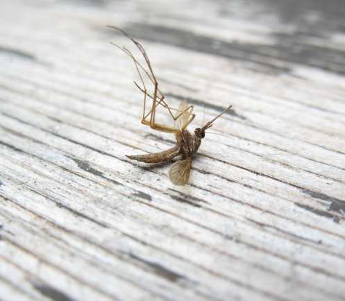 комар денга зика нилска треска