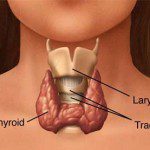 щитовидна жлеза хормони