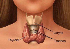 щитовидна жлеза хормони
