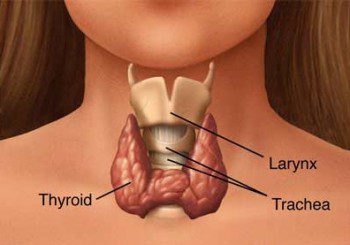 Гушата е болест на щитовидната жлеза