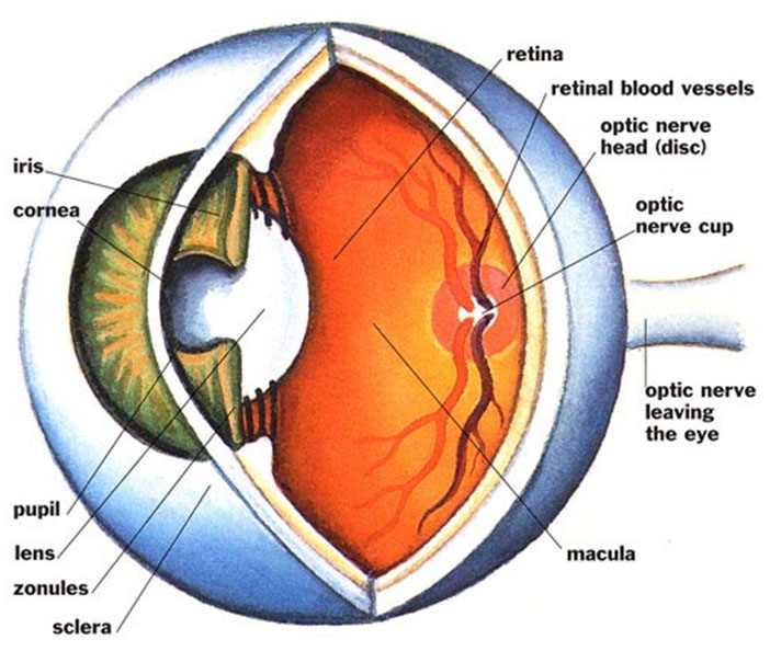 ретина