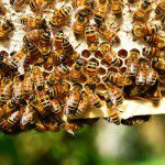 пчелна отрова пчели